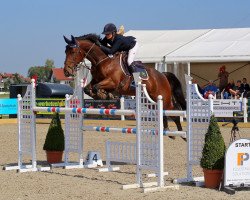 jumper Glendine Domino (Irish Sport Horse, 2012, from O.B.O.S.Quality 04)