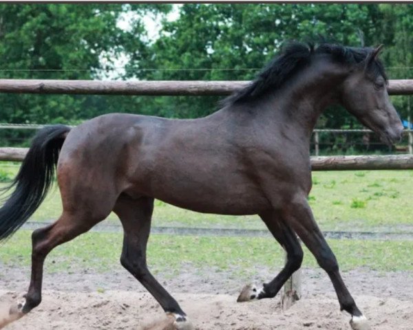 Deckhengst Dark Dancer 43 (Deutsches Reitpony, 2016, von Arts-Dondaro)