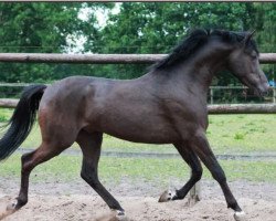 Deckhengst Dark Dancer 43 (Deutsches Reitpony, 2016, von Arts-Dondaro)
