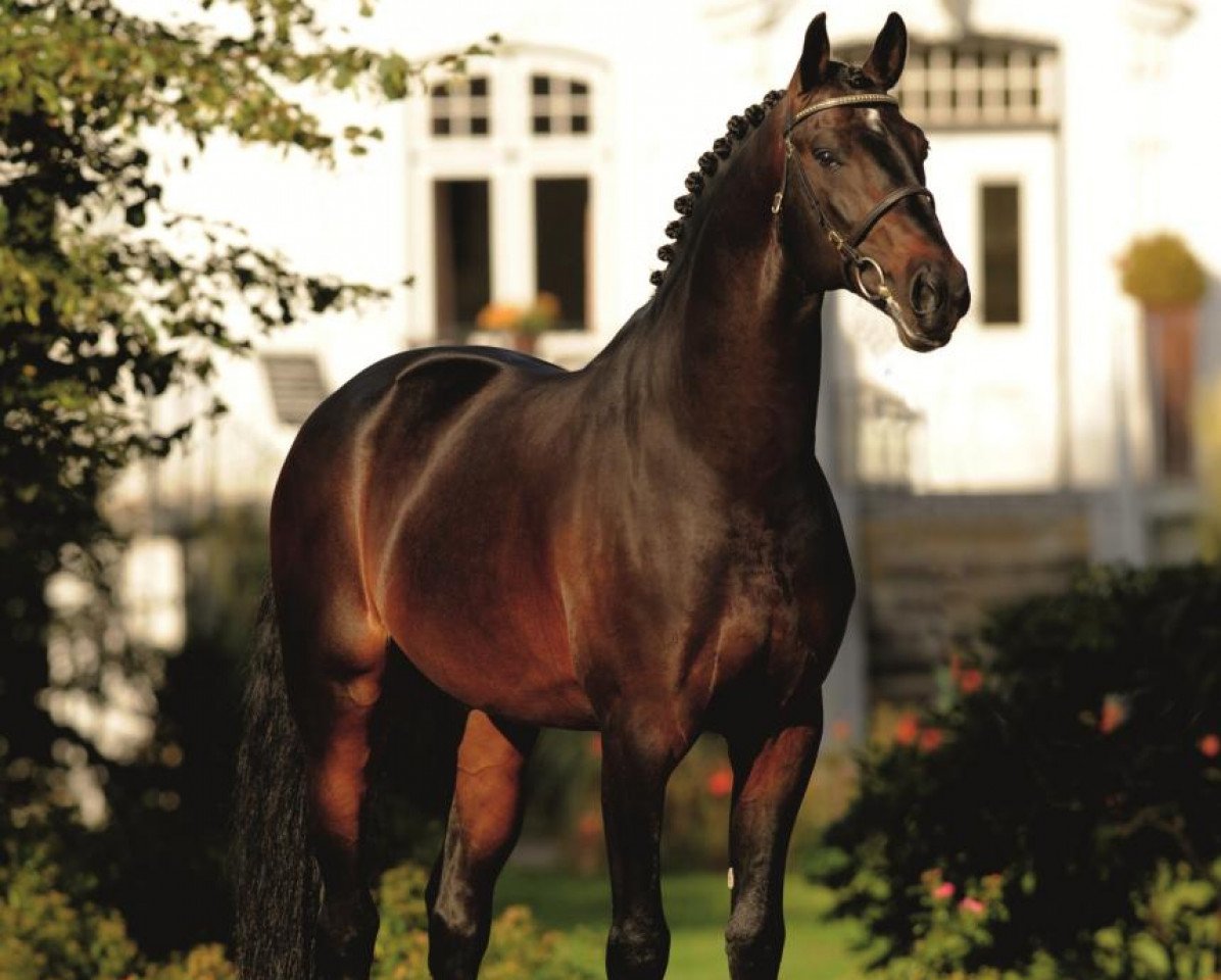 stallion Nekton (Holsteiner, 2000, from Nimmerdor)