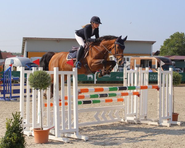 Springpferd Aileens Quality Street (Irish Sport Horse, 2014, von O.B.O.S.Quality 04)
