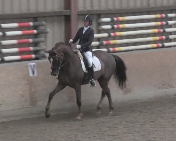 Hallendressurturnier Springe 2015