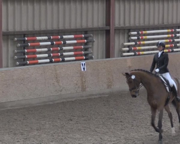 Hallendressurturnier Springe 2015