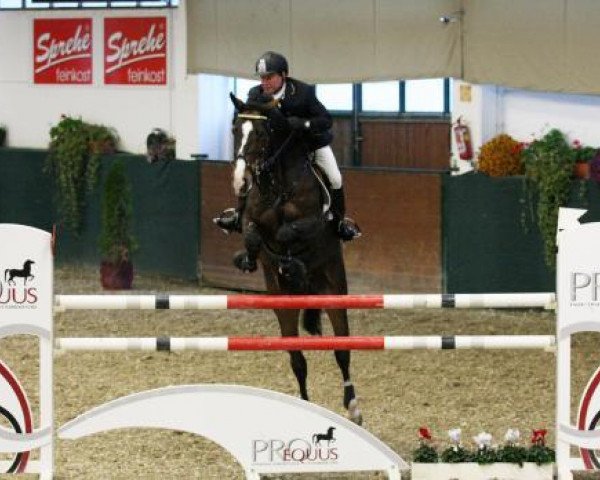 Springpferd Freddy 292 (Holsteiner, 2005, von For Pleasure)