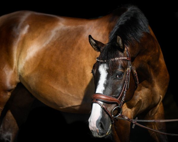 jumper Colombro CH (Swiss Warmblood, 2013, from HRH Colombardo)