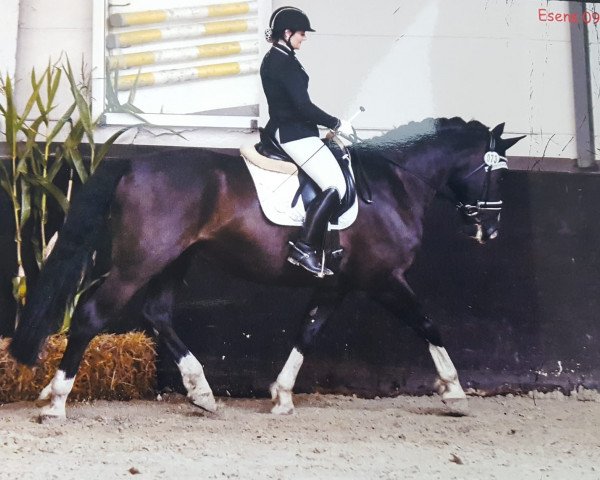 Drezurní kůň Uno 58 (Sasko-durynský těžký teplokrevník, 2011, od Underberg)