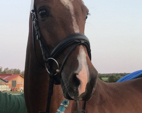 horse Adagia de Narisch (Holsteiner, 2016, from Adagio de Talma)
