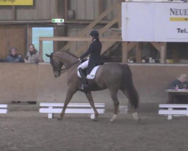 Hallendressurturnier Springe 2015
