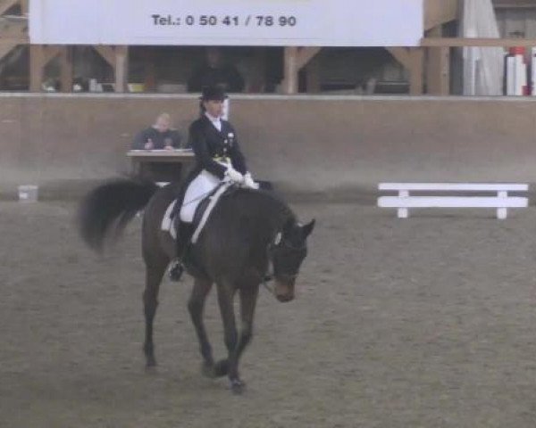 Hallendressurturnier Springe 2015