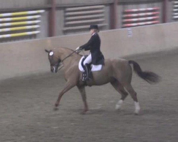 Hallendressurturnier Springe 2015