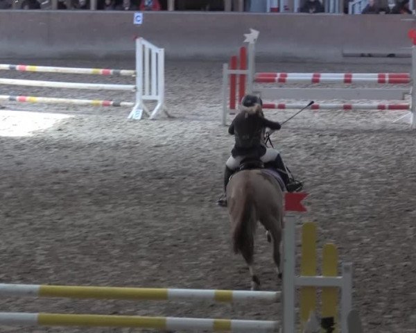 Hallenspringturnier Springe 2015