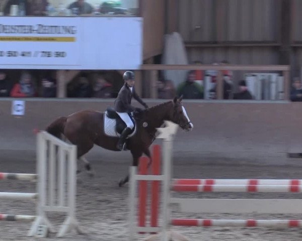 Hallenspringturnier Springe 2015