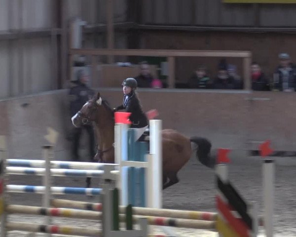 Hallenspringturnier Springe 2015
