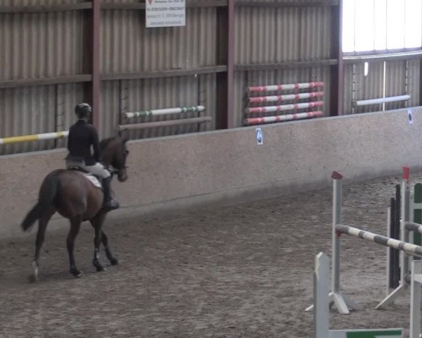 Hallenspringturnier Springe 2015