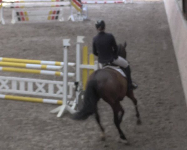 Hallenspringturnier Springe 2015