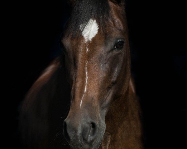 dressage horse Nelli Pirelli 2 (German Riding Pony, 2010, from Nagano)