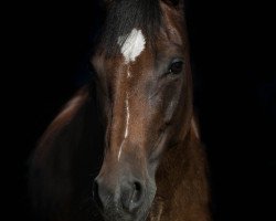 dressage horse Nelli Pirelli 2 (German Riding Pony, 2010, from Nagano)