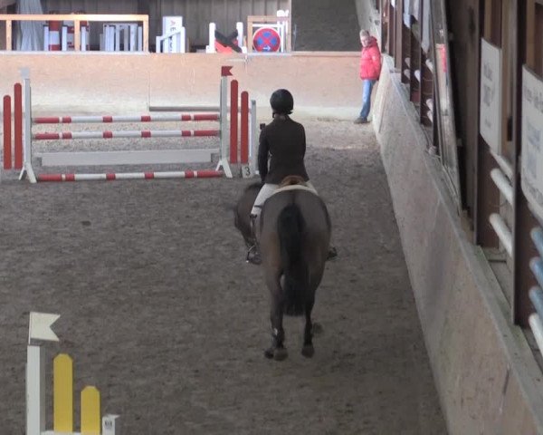 Hallenspringturnier Springe 2015