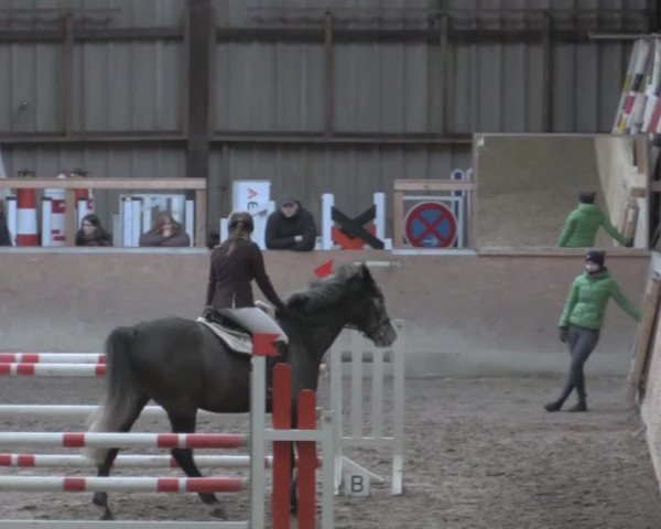 Hallenspringturnier Springe 2015