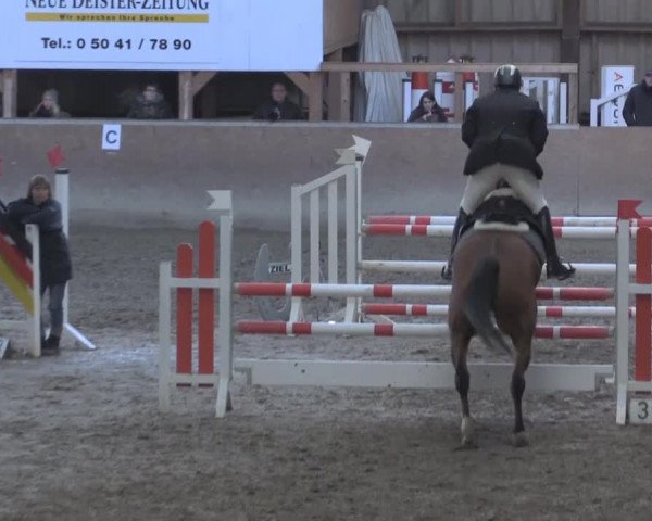 Hallenspringturnier Springe 2015