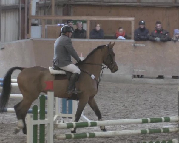Hallenspringturnier Springe 2015