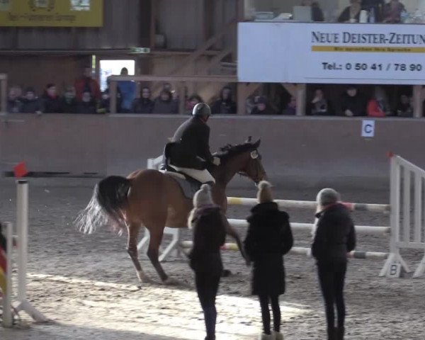 Hallenspringturnier Springe 2015