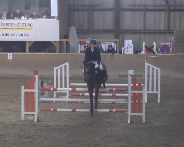 Hallenspringturnier Springe 2015