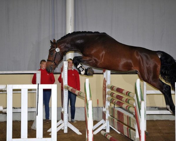 Springpferd Cotrapalli (Westfale, 2011, von Cristallo II)