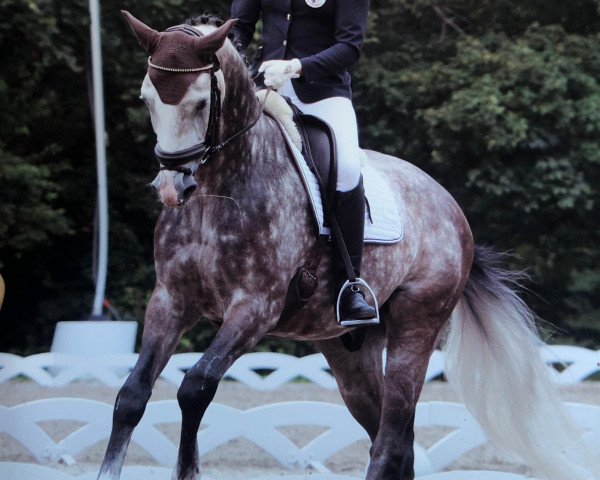 dressage horse Balisto Bw (Hanoverian, 2013, from Callaho's Benicio)