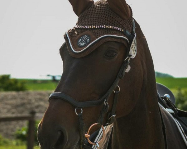 horse Lamborghine (German Sport Horse, 2004, from Rittersport)