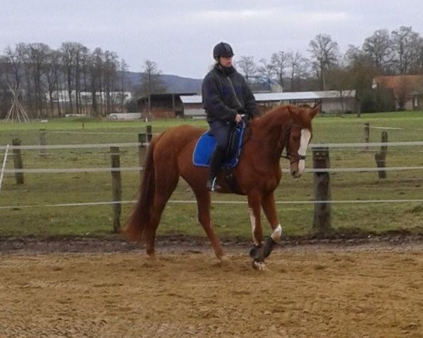 horse Starnbergs Lady (Westphalian, 2009, from Starnberg)