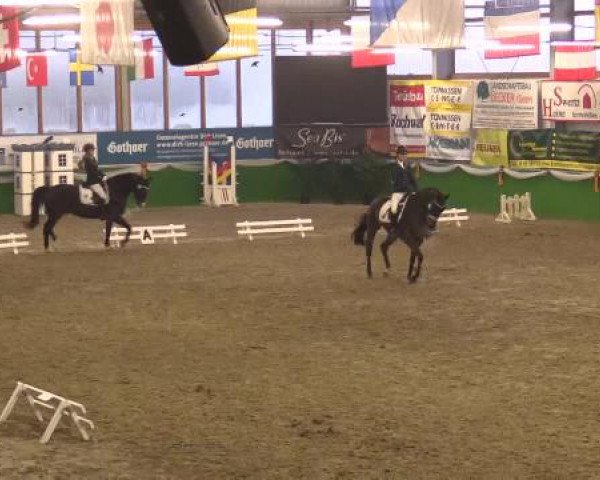 Keppelner Springpferdemeeting 2015