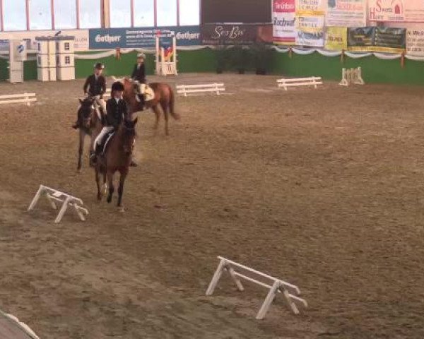 Keppelner Springpferdemeeting 2015