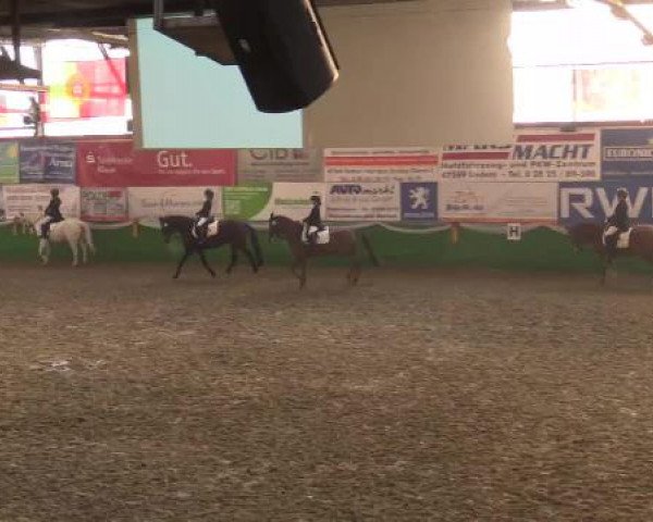 Keppelner Springpferdemeeting 2015
