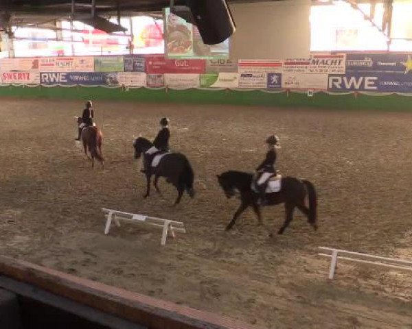 Keppelner Springpferdemeeting 2015