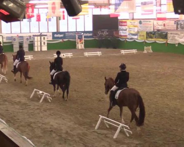Keppelner Springpferdemeeting 2015