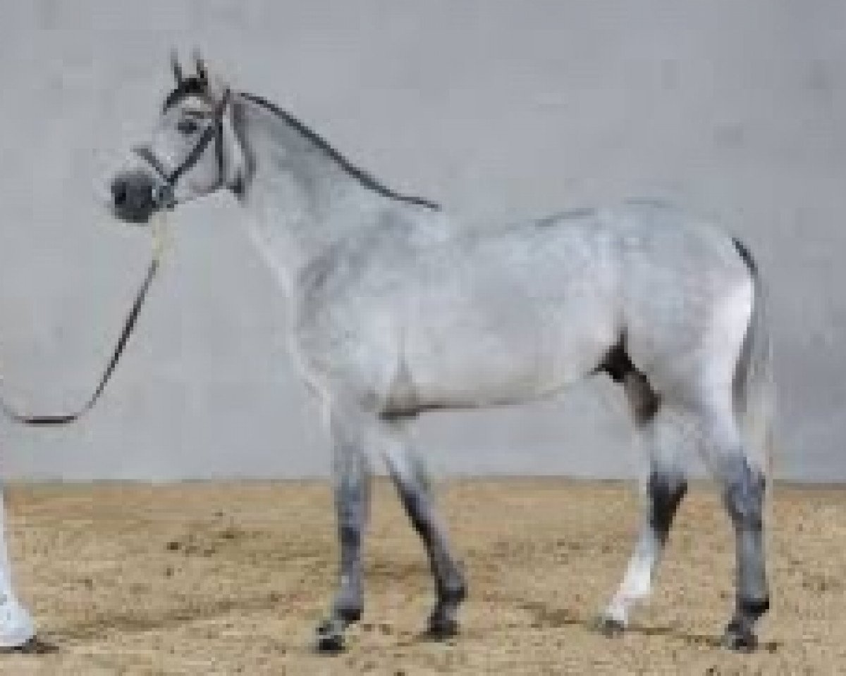 Deckhengst Upsilon AA (Anglo-Araber, 2008, von Canturo)