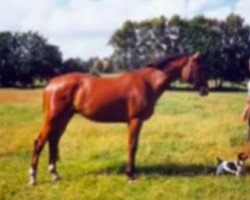 broodmare W-Ashley (Holsteiner, 1984, from Ahorn Z)