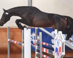 Deckhengst Good Star Rampignon (Selle Français, 2016, von Quick Star)