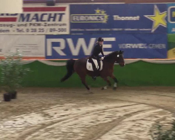 Keppelner Springpferdemeeting 2015