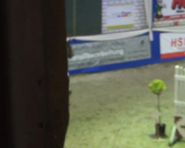 Spring-Pferde-Festival Lathen 2015
