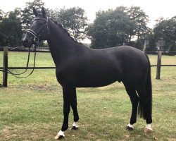 dressage horse Delano M (Oldenburg, 2016, from De Niro)