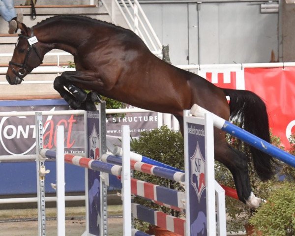 stallion Ghayyath (Selle Français, 2016, from Contendro I)