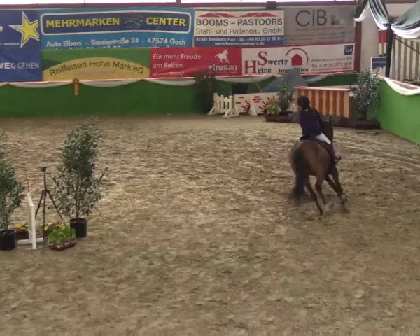 Keppelner Springpferdemeeting 2015