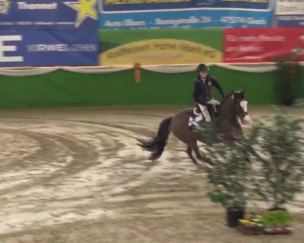 Keppelner Springpferdemeeting 2015