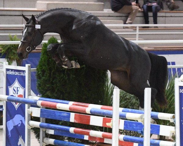 jumper Generation Ixe (Selle Français, 2016, from Cornet Obolensky)