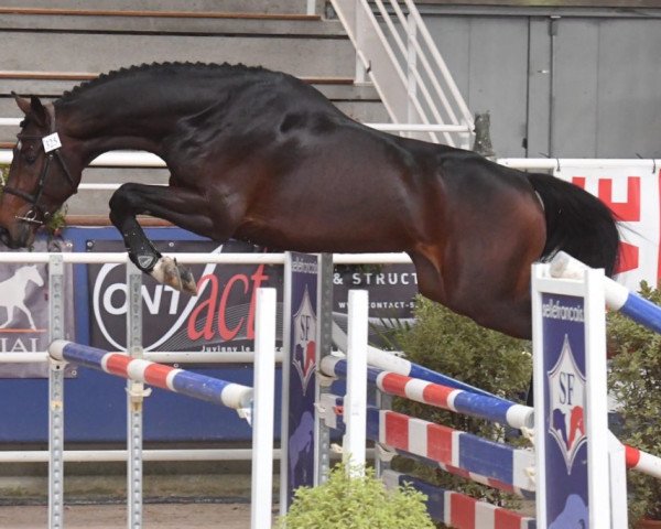 Pferd Galion de Perhet (Selle Français, 2016, von Cornet Obolensky)