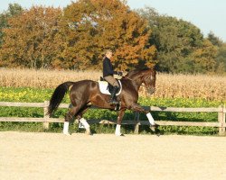 dressage horse First Step (Westphalian, 2002, from Fidermark)
