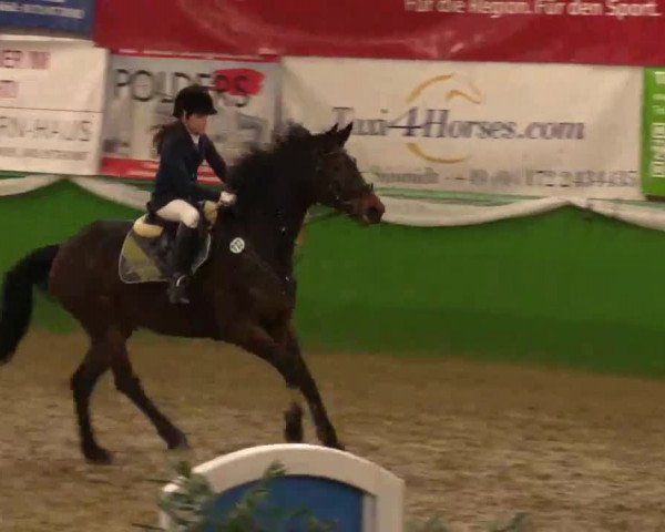 Keppelner Springpferdemeeting 2015