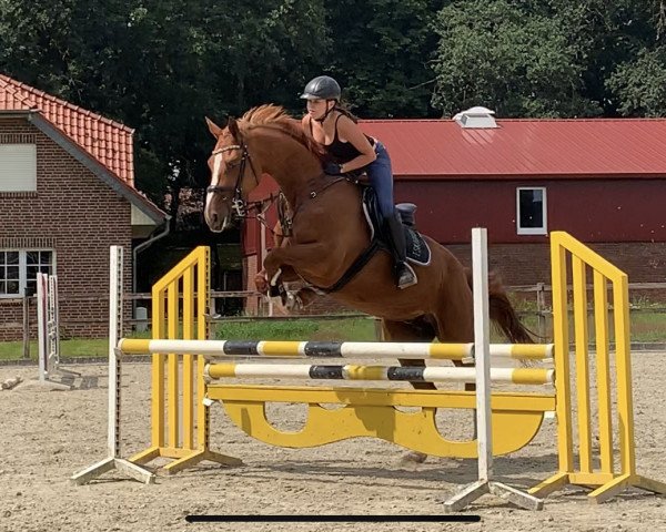 jumper Contessa 218 (Oldenburg, 2012, from Cador 5)